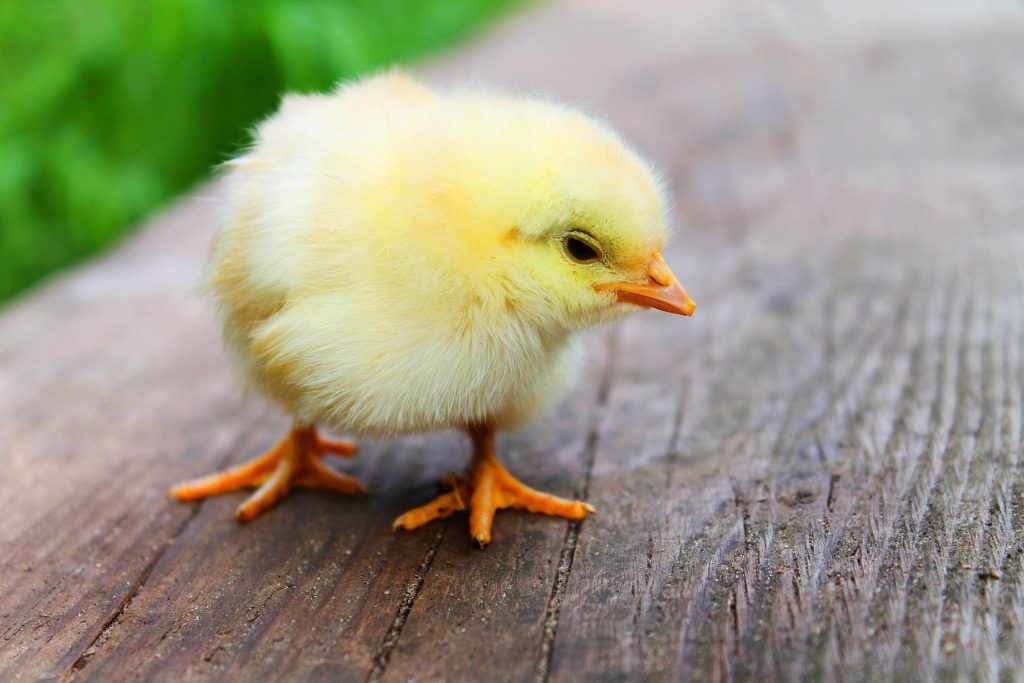 Poussins