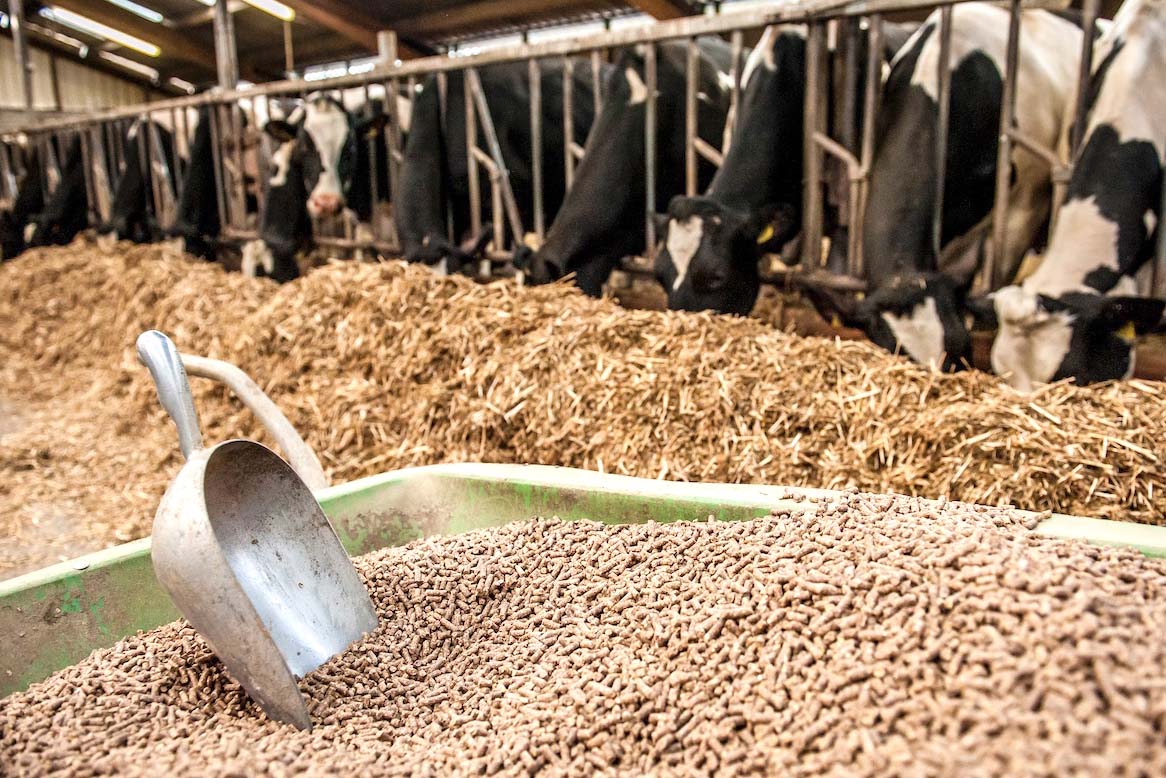 Aliments pour bétail