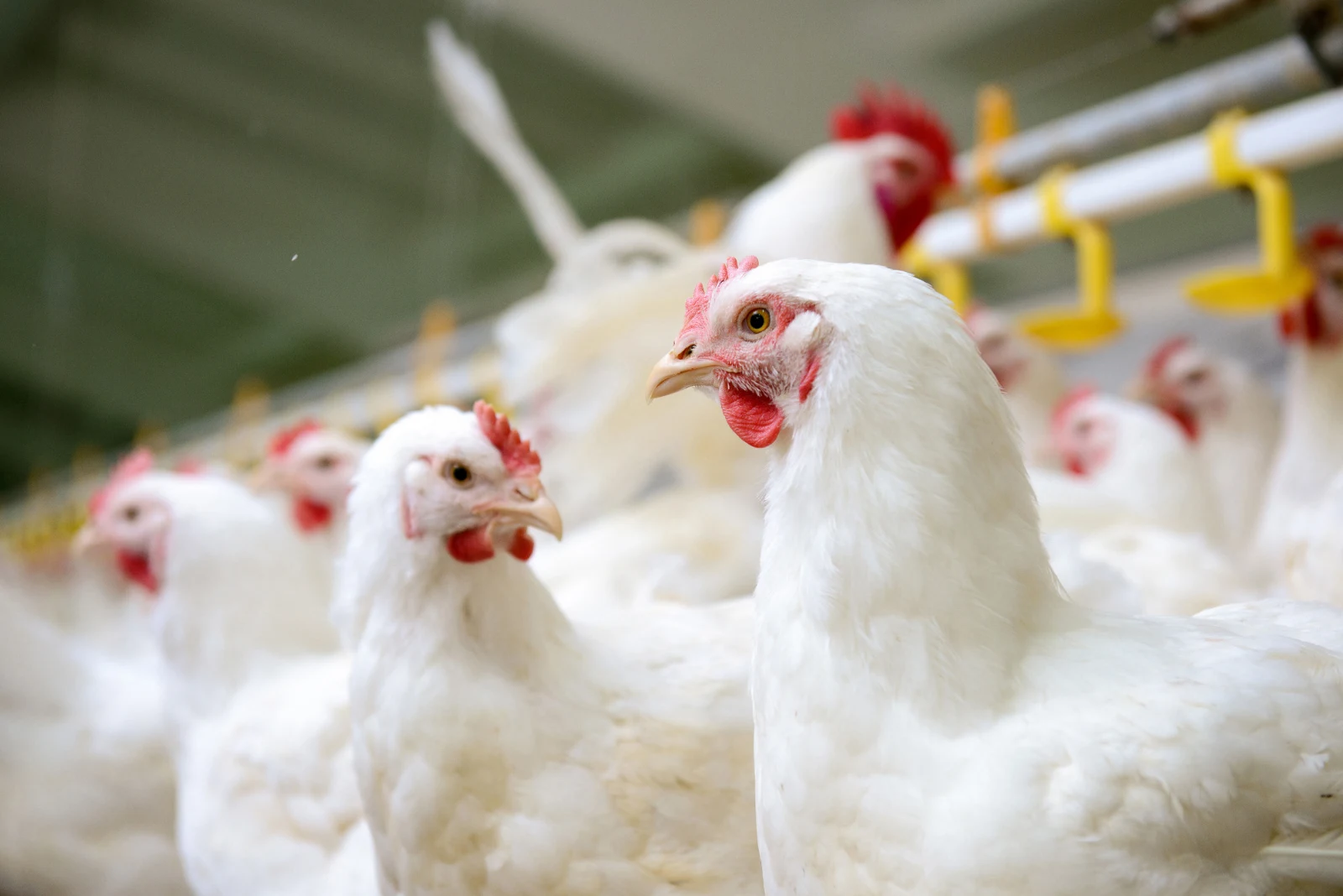 Élevage de poulets de chair